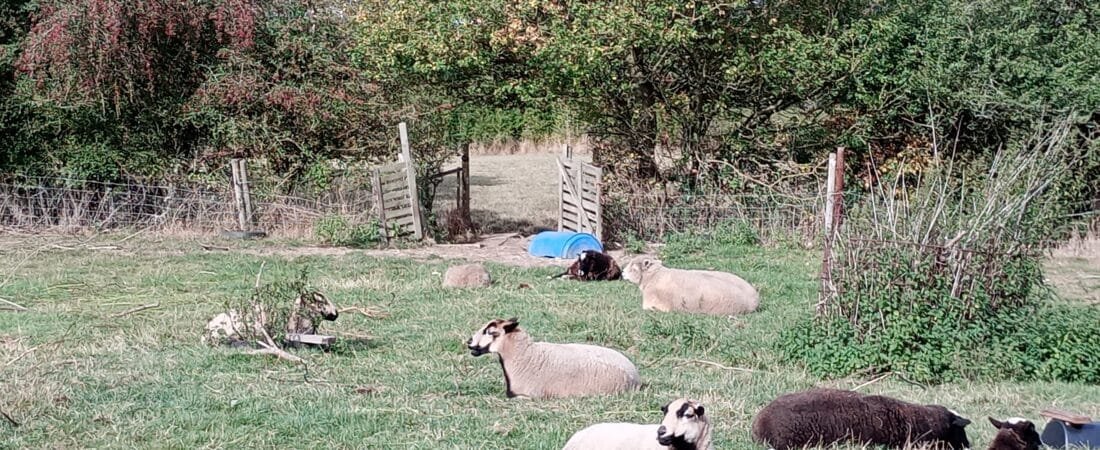 Baaa-king Mad Dog website updates continue