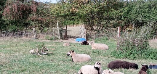 Baaa-king Mad Dog website updates continue